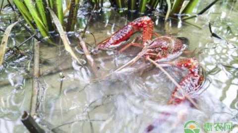 从“养龙虾”到数钱数到手软：普通人靠AI代理搞钱的几种野路子，真香还是真坑？